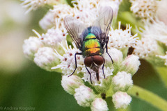 Lucilia illustris