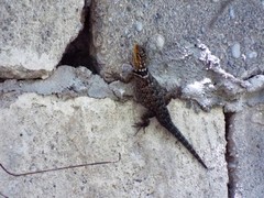 Sceloporus cyanogenys