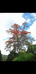Erythrina poeppigiana