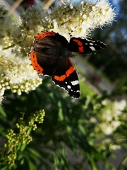 Vanessa atalanta