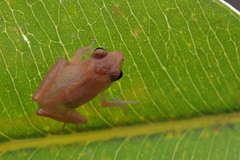 Pseudophilautus wynaadensis