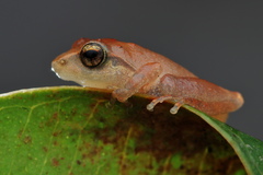 Pseudophilautus wynaadensis