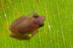 Pseudophilautus wynaadensis