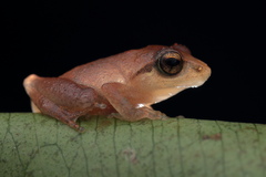 Pseudophilautus wynaadensis