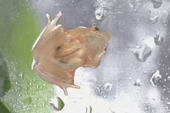 Pseudophilautus wynaadensis