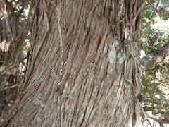 Juniperus foetidissima