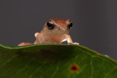 Pseudophilautus wynaadensis