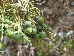 Juniperus foetidissima