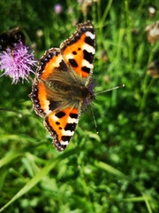 Aglais urticae