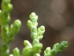 Juniperus foetidissima
