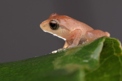 Pseudophilautus wynaadensis