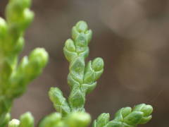 Juniperus foetidissima