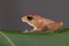 Pseudophilautus wynaadensis