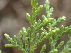 Juniperus foetidissima