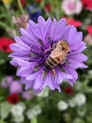 Apis mellifera