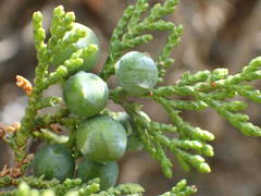 Juniperus foetidissima