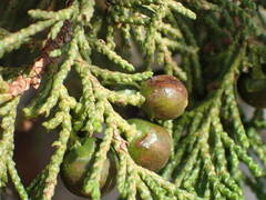 Juniperus foetidissima