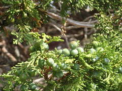 Juniperus foetidissima