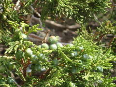 Juniperus foetidissima