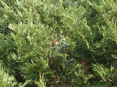 Juniperus foetidissima