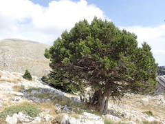 Juniperus foetidissima