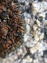 Lecanora mellea