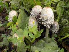 Coprinus comatus