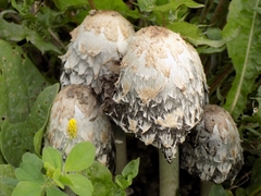 Coprinus comatus