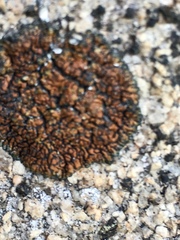 Lecanora mellea