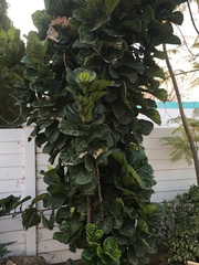 Ficus lyrata