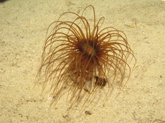 Cerianthus membranaceus