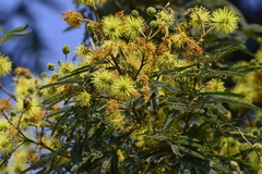 Mimosa scabrella