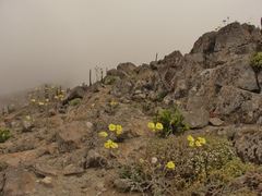 Senecio antofagastanus