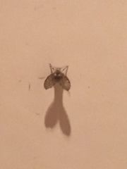 Clogmia albipunctata