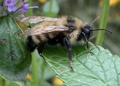 Bombus citrinus