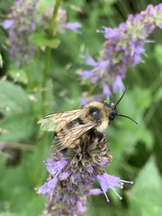 Bombus citrinus