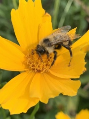 Bombus citrinus