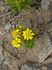 Gutierrezia espinosae
