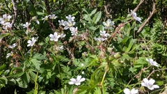 Geranium krylovii