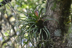 Aechmea recurvata
