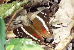 Anartia fatima fatima