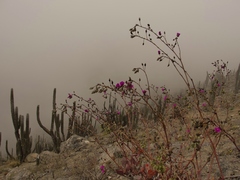 Cistanthe longiscapa