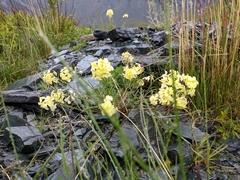 Erysimum flavum altaicum
