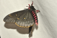 Paradirphia fumosa