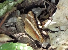 Anartia fatima fatima