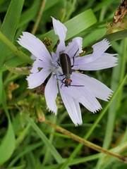 Epicauta atrata