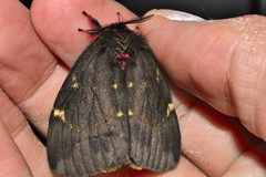 Paradirphia fumosa