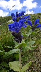 Dracocephalum grandiflorum