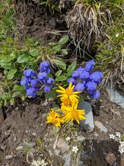 Dracocephalum grandiflorum