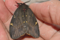 Paradirphia fumosa